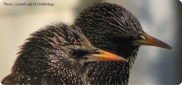 Dealing with Starlings