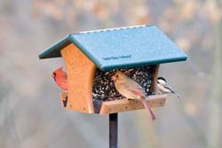 feeder