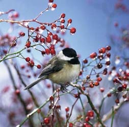 Chickadee on Berries