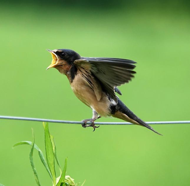 Baby Blissed Out Bug On His Back With Bird