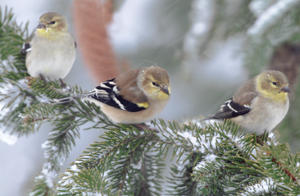 Winter Goldfinch