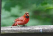 Cardinal