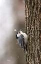 WB Nuthatch Winter JRC c