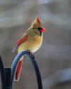 Cardinal Female TB