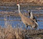 Sandhill Cranes