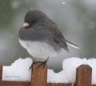 junco