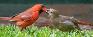 Cardinal male
