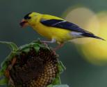 goldfinch on flower