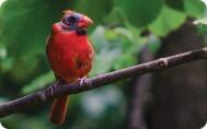 cardinal molting